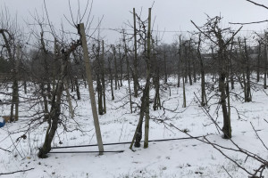 Zima jeszcze powróci. Synoptycy zapowiadają opady śniegu i mróz