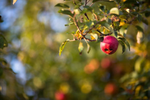 Odmiana jabłoni odporna na parcha. Do uprawy towarowej i amatorskiej