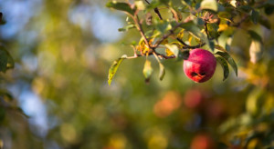 Odmiana jabłoni odporna na parcha. Do uprawy towarowej i amatorskiej