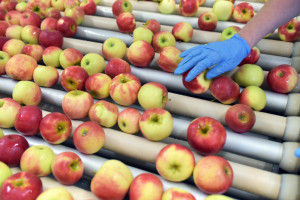 Większy ruch w handlu jabłkami. Jakie ceny na sortowniach i w skupach?