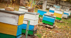 Ruszyły trzy interwencje pszczelarskie - kto może z nich skorzystać?