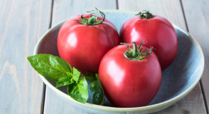 Niezawodna odmiana pomidora malinowego. Jest wczesna i plenna
