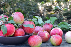 Stare odmiany jabłoni. Skąd tak duża popularność?