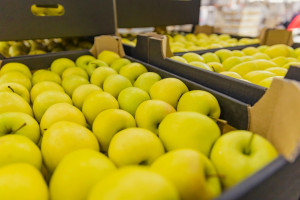 Ceny jabłek rosną ale o jakość coraz trudniej