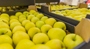 Ceny jabłek rosną ale o jakość coraz trudniej