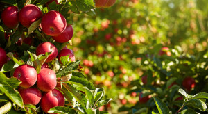 Trzeba rozwiązać problem opłacalności produkcji jabłek