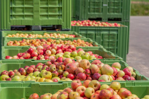 Kryzys w sadownictwie. Połowa jabłek trafi do przetwórstwa