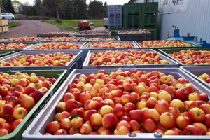 Stagnacja na skupach jabłek. Jakie ceny owoców do przetwórstwa?