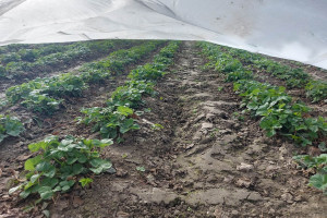 Ocena przezimowania truskawek w Czerwińsku nad Wisłą