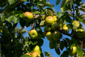 Stare odmiany jabłoni do uprawy ekologicznej. Mają wyjątkowo smaczne owoce