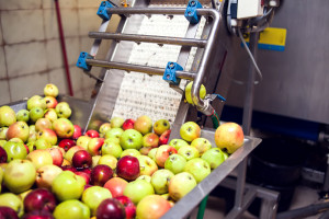 Wysokie ceny i większy eksport koncentratu soku jabłkowego