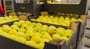 Mniejszy eksport jabłek z Polski. Na plusie jeden kierunek sprzedaży