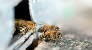 Rosnąca populacja miejskich pszczół miodnych niekorzystnie wpływa na dzikie pszczoły