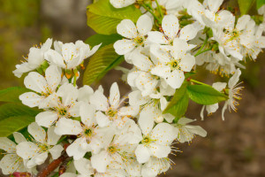 Przymrozki w trakcie kwitnienia wiśni. Produkcja niższa o 70 procent
