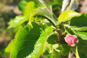 Czym zwalczać mszyce w sadach jabłoniowych?