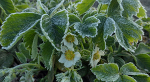 Przymrozki w truskawkach: plantacja odmiany Honeoye notuje duże uszkodzenia
