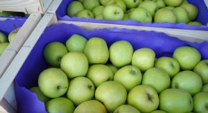 Import jabłek do Egiptu na najniższym poziomie od 5 lat