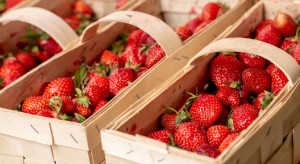 Truskawki 2023: Jakie ceny krajowych owoców w hurcie?