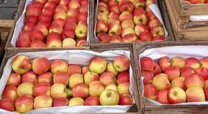 Ceny jabłek na Broniszach. Ile wynoszą i jak przebiega handel?