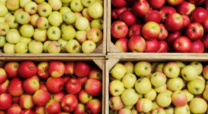 Rynek jabłek - jaka sytuacja w eksporcie i na rynku krajowym?