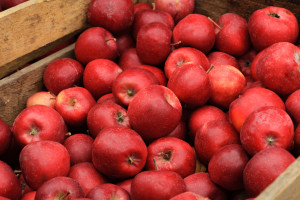 Sezon truskawkowy zmniejszy popyt na jabłka? "Z jakością nie jest najlepiej"