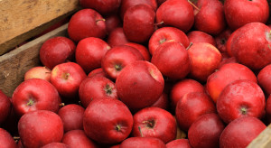 Sezon truskawkowy zmniejszy popyt na jabłka? "Z jakością nie jest najlepiej"