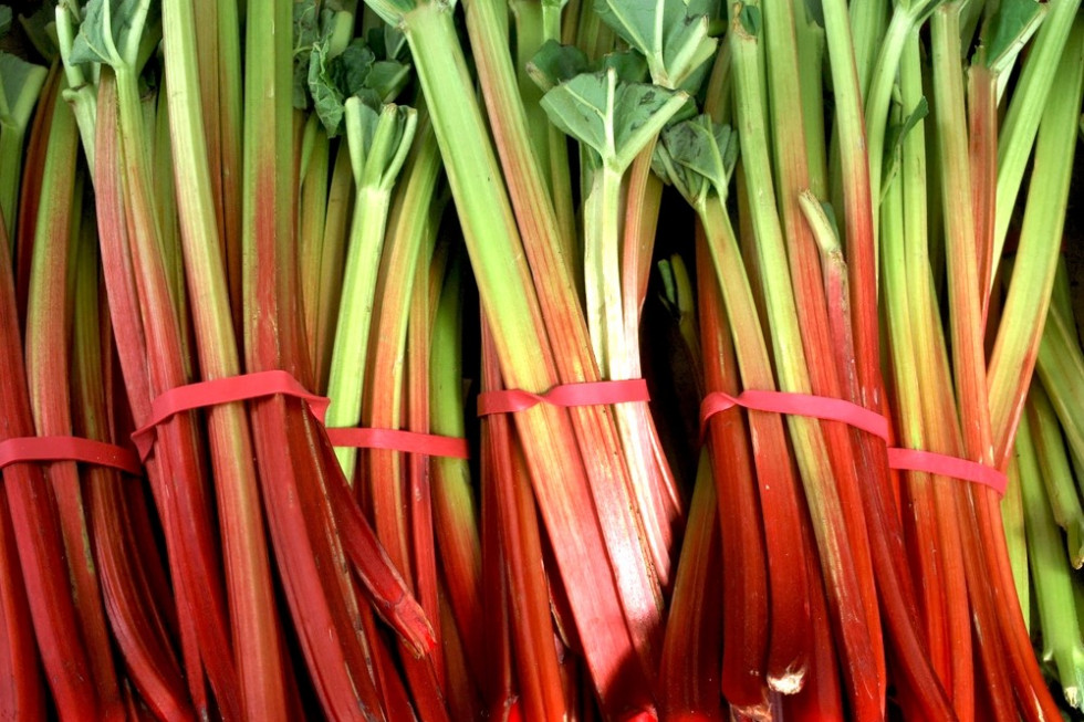 Ceny rabarbaru w hurcie i marketach. Dla niektórych jest za drogo/ fot.shutterstock.com Ceny rabarbaru w hurcie i marketach. Dla niektórych jest za drogo