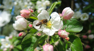 20 maja obchodzimy Światowy Dzień Pszczół