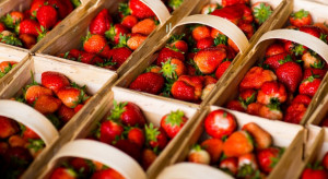 [Aktualizacja] Giełda Goławin: Ceny truskawek lecą w dół