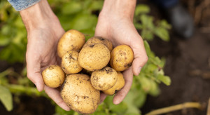 Czym się różnią wczesne ziemniaki od młodych? To nie jest to samo