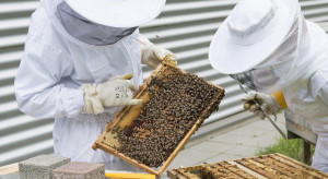 Pomoc dla pszczelarzy - niewiele czasu na złożenie wniosków
