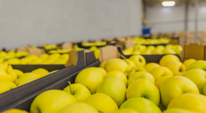 Rynek jabłek 2023. Duży popyt na dwie odmiany