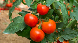 Co posadzić obok pomidorów? Sąsiedztwo tych warzyw pozwoli na duże plony