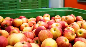 Ceny jabłek niższe niż 30 lat temu