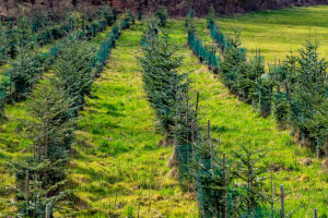 Cztery inwestycje leśne z ARiMR. Nabór od 1 czerwca