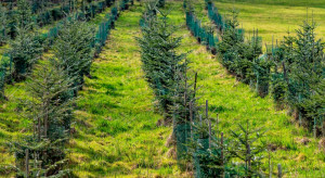 Cztery inwestycje leśne z ARiMR. Nabór od 1 czerwca