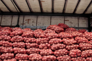 Przemyt narkotyków do Polski w transportach ziemniaków