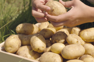 UOKIK sprawdzi czy rolnicy - dostawcy ziemniaków są wykorzystywani przez producentów frytek