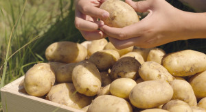 UOKIK sprawdzi czy rolnicy - dostawcy ziemniaków są wykorzystywani przez producentów frytek