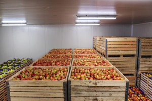 Mniejsze zapasy jabłek. Jakie odmiany zalegają w chłodniach?