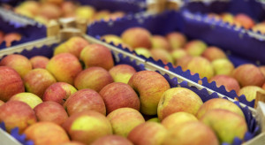 Rynek jabłek: Stabilizacja cen i stopniowy spadek obrotów