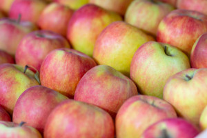 W maju najwięcej jabłek wyeksportowaliśmy do Białorusi i Kazachstanu