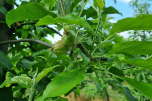 Groźne szkodniki jabłoni w czerwcu - jak je zwalczać?