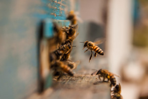 Zatrucie pszczół w Wielkopolsce. Przyczyną 16 trujących substancji czynnych