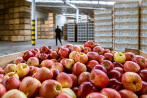 Termin eksportu polskich jabłek na Białoruś wydłużony. Do kiedy?