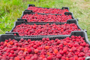 GIS rusza z kontrolami w skupach owoców i warzyw