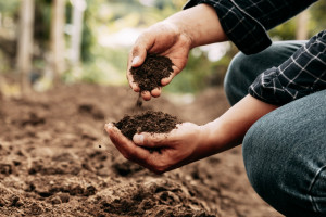 Należy podjąć działania na rzecz poprawy jakości gleby w Polsce