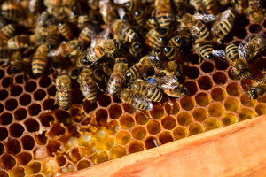 Wytruto tysiące pszczół a prokuratura nie znalazła winnego