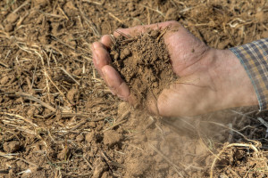 Szacowanie strat suszowych- o co może wnioskować rolnik?