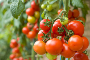 Problem z dojrzewaniem pomidorów? Wyeliminuj tych 5 czynników